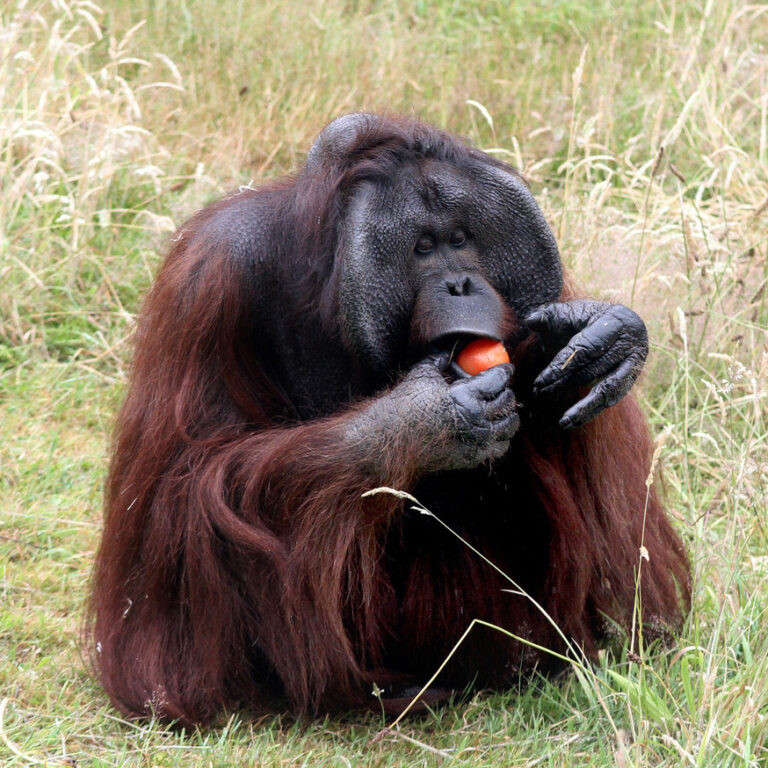 Fun-filled days out for 300 children from four schools at Monkey World thanks to Variety the Children’s Charity