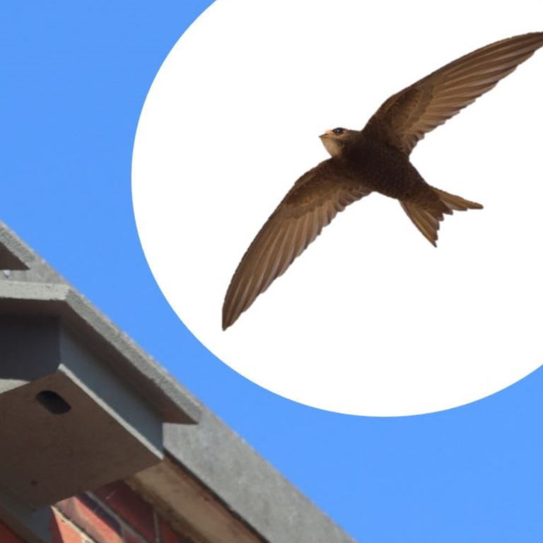 Bournemouth Water installs 20 new swift boxes near Christchurch