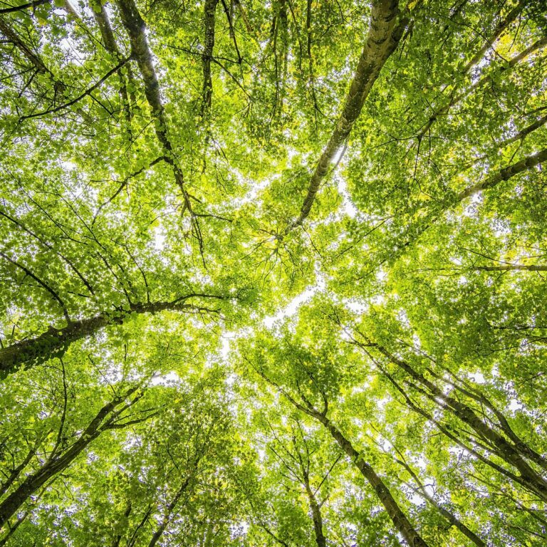 Time running out for schools, sports clubs and community groups to get free trees