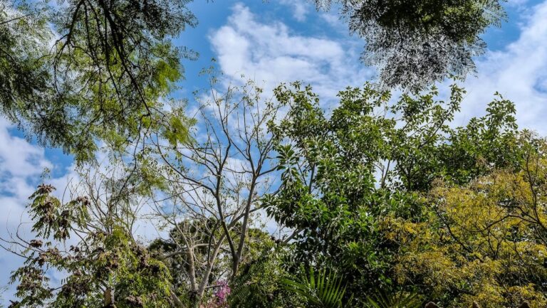 Development money to boost biodiversity to stay in local area under innovative BCP Council plans  