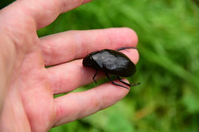 Rare beetle seen in Dorset for first time in two centuries is discovered by BU Masters student
