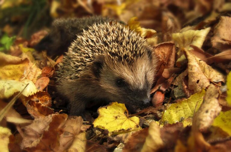 New wildlife road signs warning of the danger to hedgehogs and other creatures set for Dorset