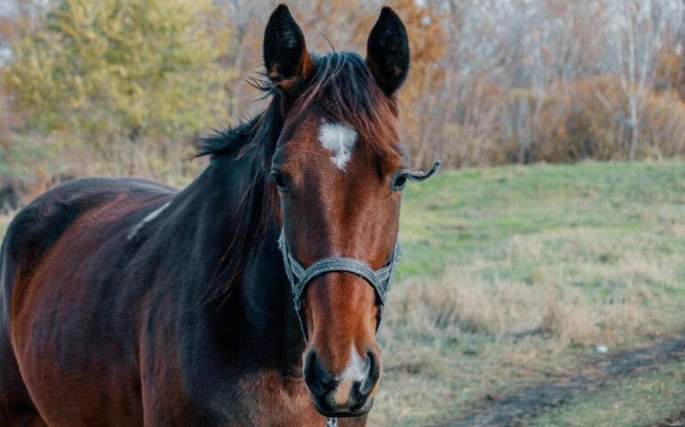 Bournemouth University study finds connecting with rescue horses helps young people with anxiety