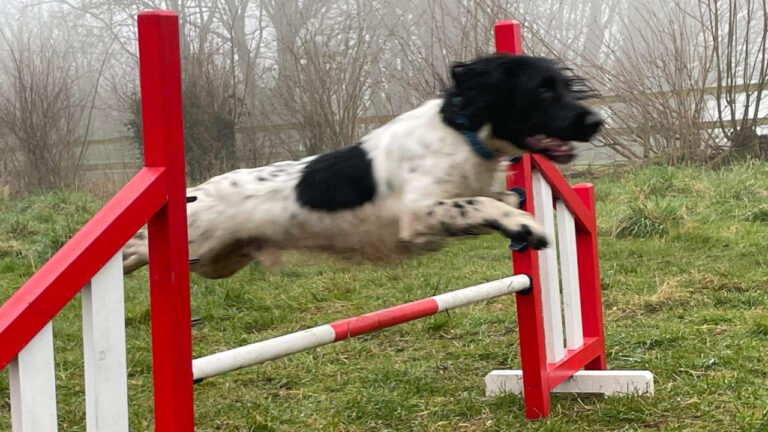 Dog exercise area near Wimborne refused