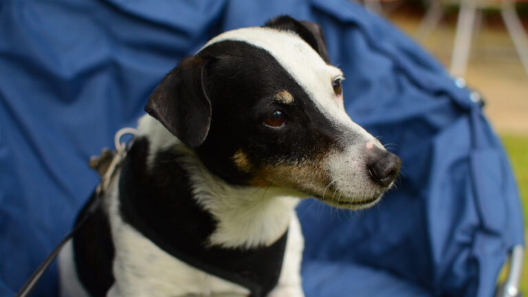 Dog required to be part of the La Bohème show at Bournemouth Pavilion Theatre