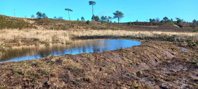 For peat’s sake! Restoration work at Canford Heath completed as part of £1 million project