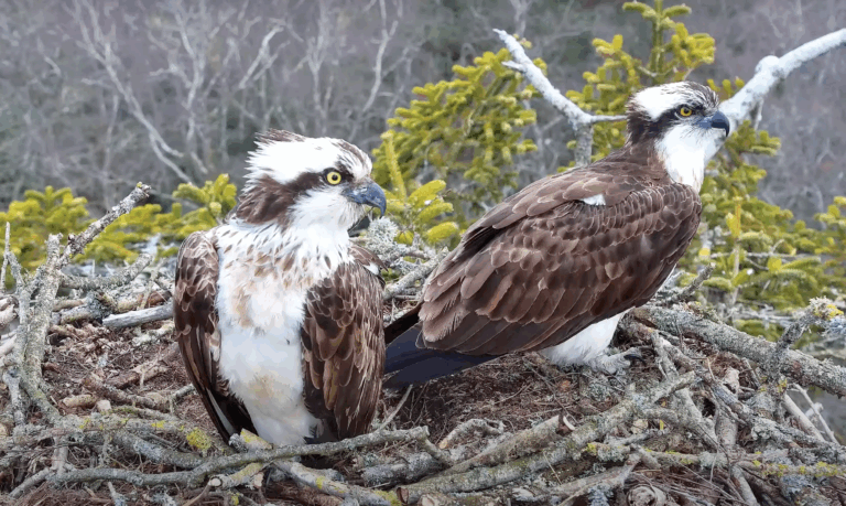 Poole Harbour ospreys lay four eggs for second year