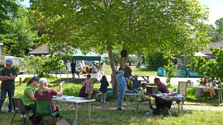 New Forest Thrive festival set to take place in Ringwood
