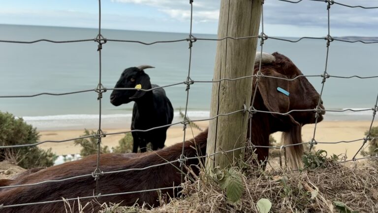Bournemouth goat team urges public to respect fenced-off area