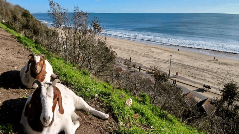 Bournemouth, Christchurch and Poole named UK’s first Nature Towns