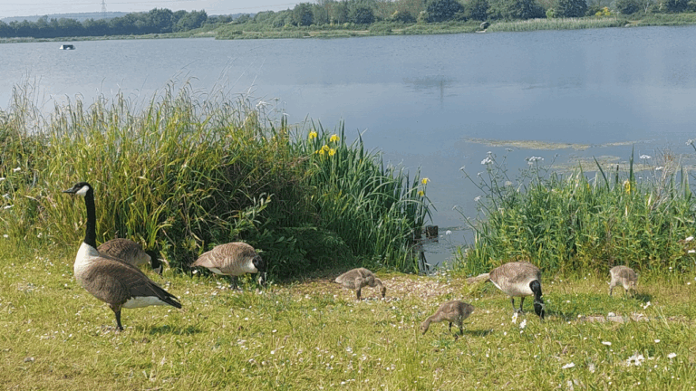 Bournemouth Water highlights ten nature spots for summer family visits