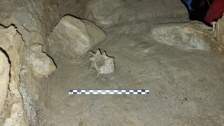 Bournemouth research uncovers Arctic animals from 75,000 years ago