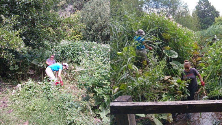 Bournemouth Water volunteers tackle invasive plant along Bourne Stream