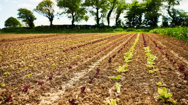 Dorset Council launches 10-year farms strategy