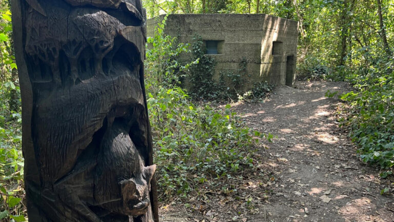 WW2 bunker reborn as bat sanctuary
