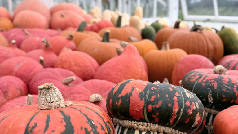 Police and fire share Halloween safety tips