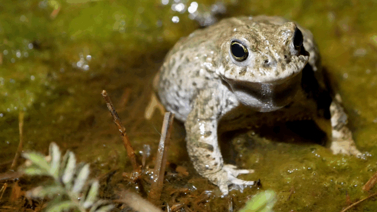 New Dorset strategy to protect nature and wildlife
