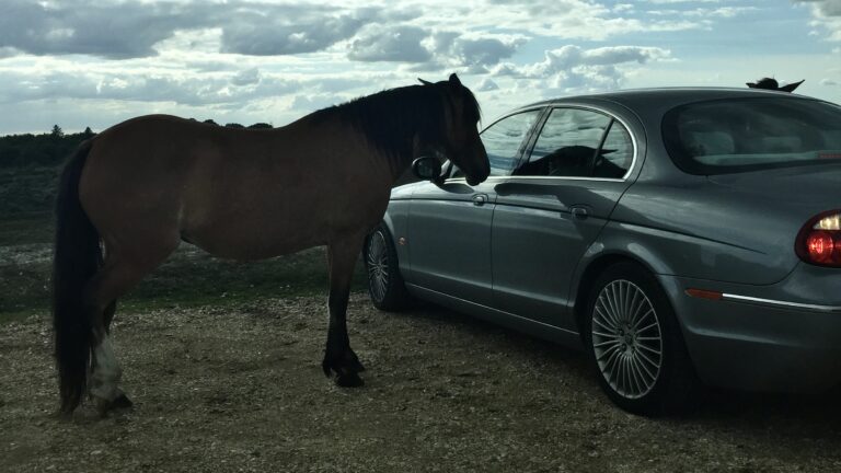 New Forest livestock incidents rise