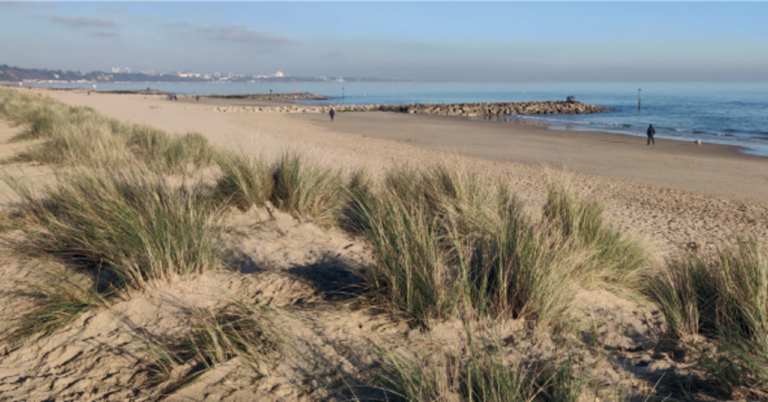 Consultation launched on future of Sandbanks dunes