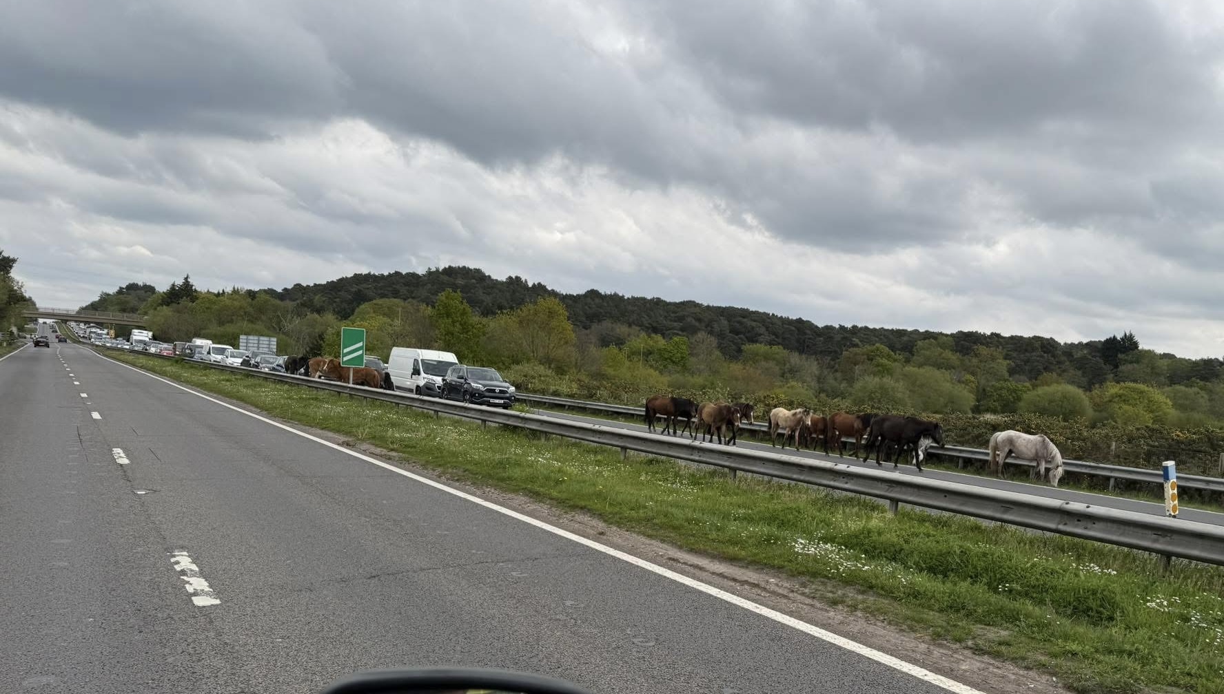 Horses cause lunchtime closure of A338