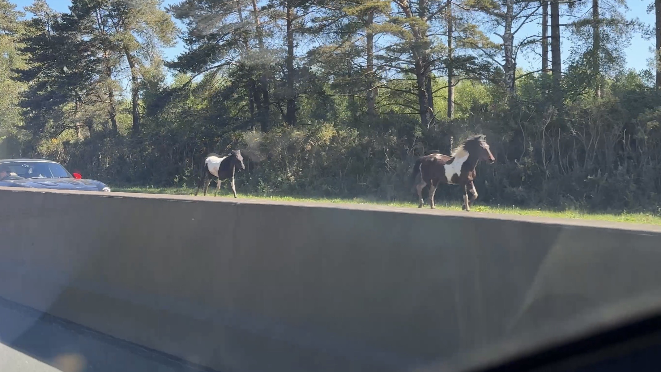More horses loose on the A338