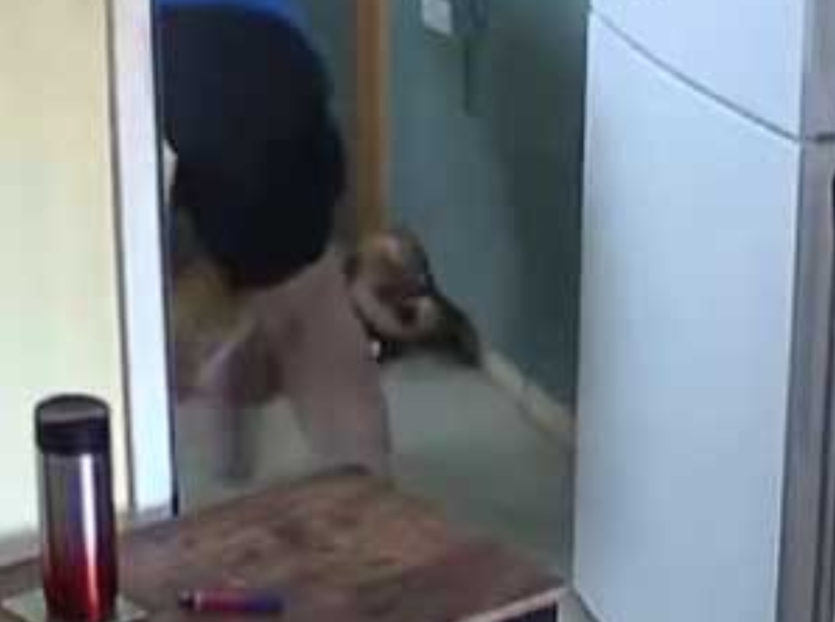 Wimborne woman banned from keeping dogs