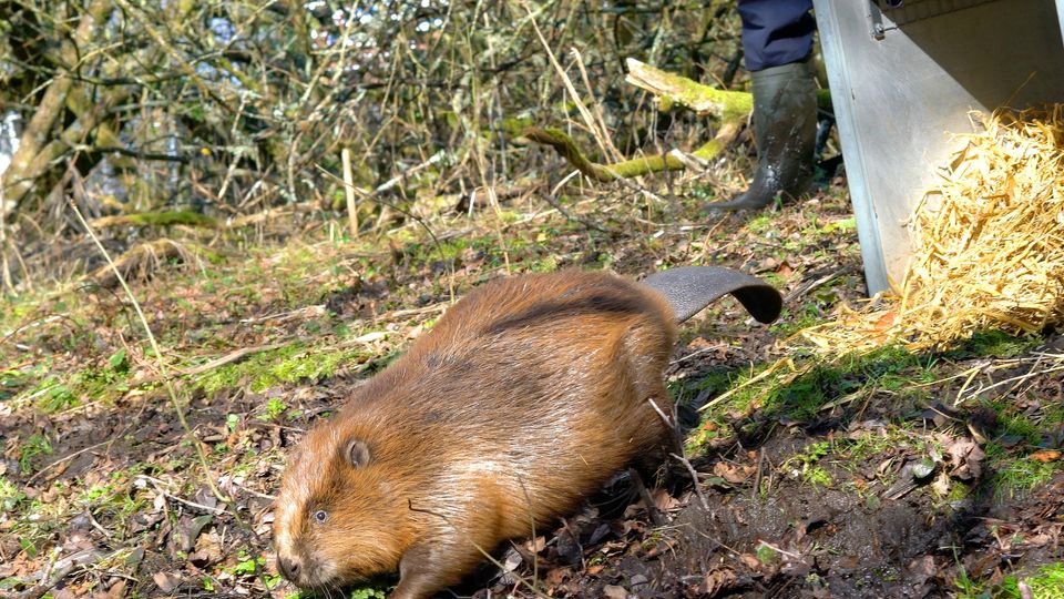Appeal launched to bring beavers back to Dorset rivers