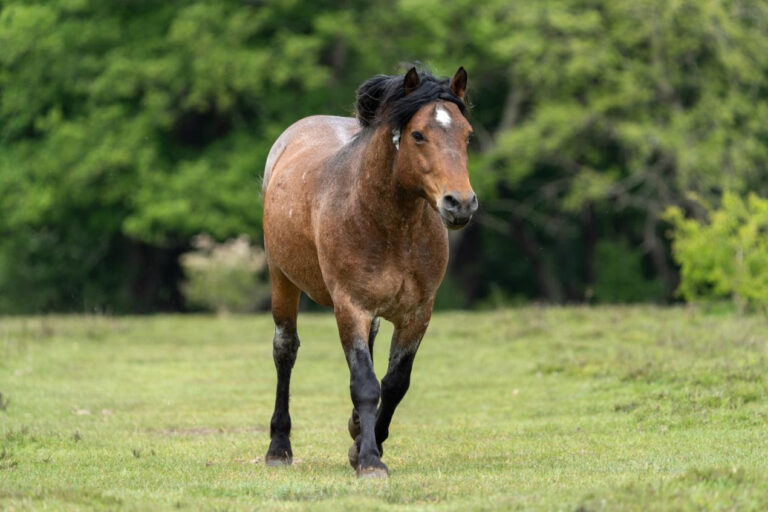 Rare New Forest stallions return