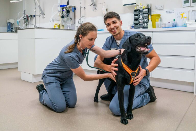 Poole Holes Bay Vets for Pets doubles in size