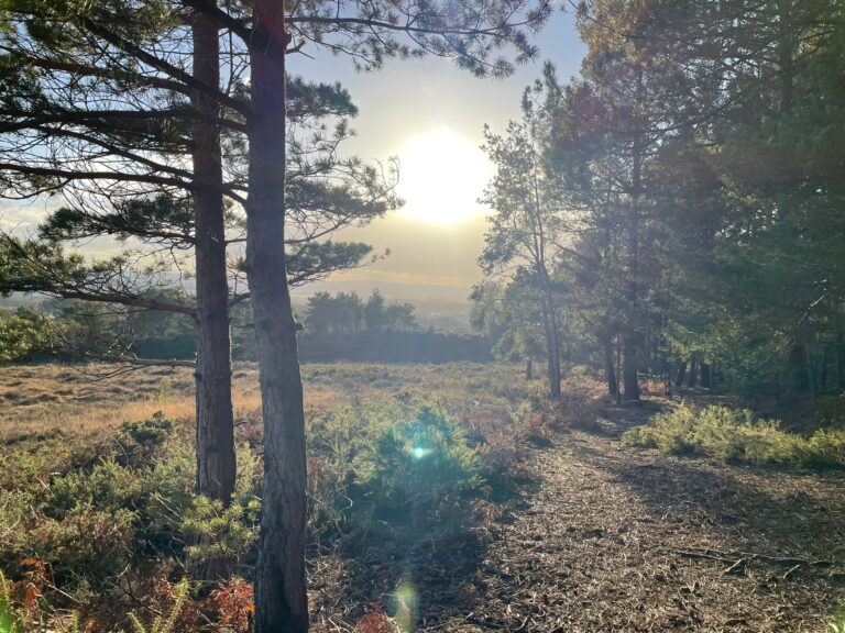 Families invited to explore Canford Heath