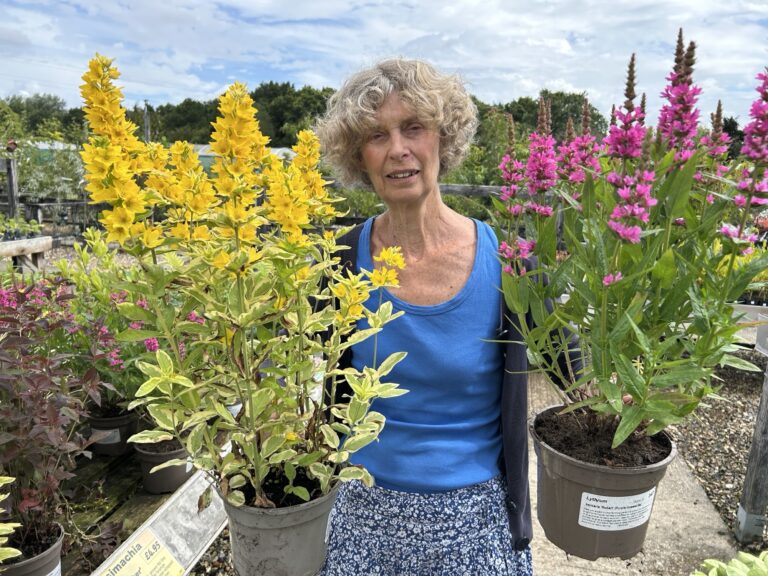 New trustees sought by Plants and Minds