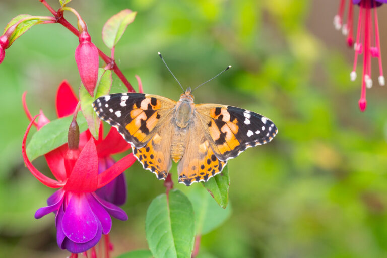 Residents urged to count BCP butterflies
