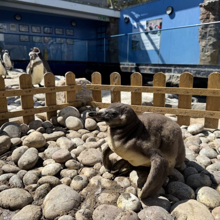 Penguin chick joins Bournemouth colony